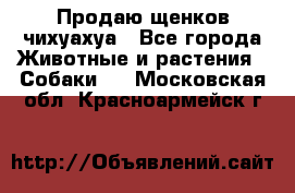 Продаю щенков чихуахуа - Все города Животные и растения » Собаки   . Московская обл.,Красноармейск г.